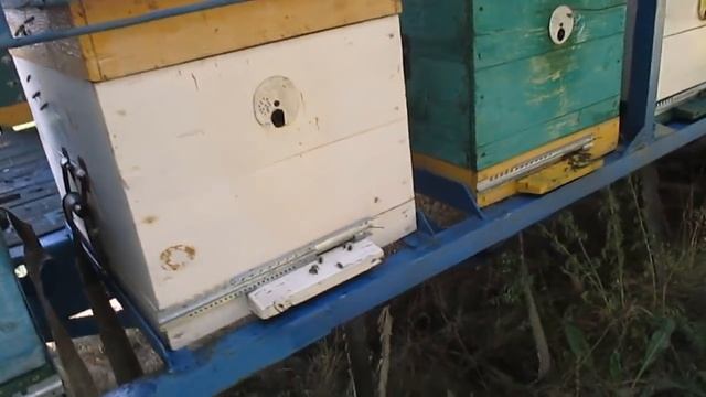 Пчелиное воровство осенью Ошибки пчеловода Напад пчел. смотреть онлайн