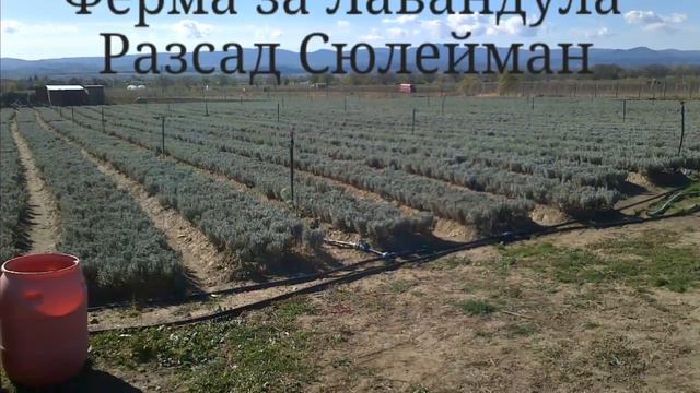 Садници од лаванда смотреть онлайн