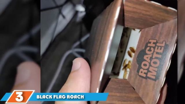 Top 5 Best Cockroach Killer Review In 2023 смотреть онлайн