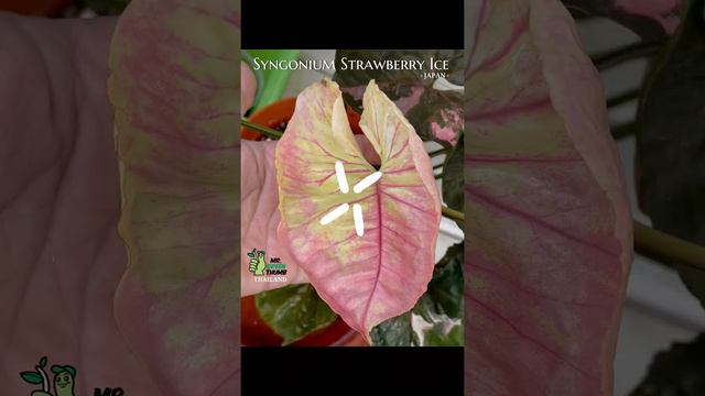 Syngonium Strawberry Ice (Japan)ยอดนี้ด่างสีจัดทุกใบ