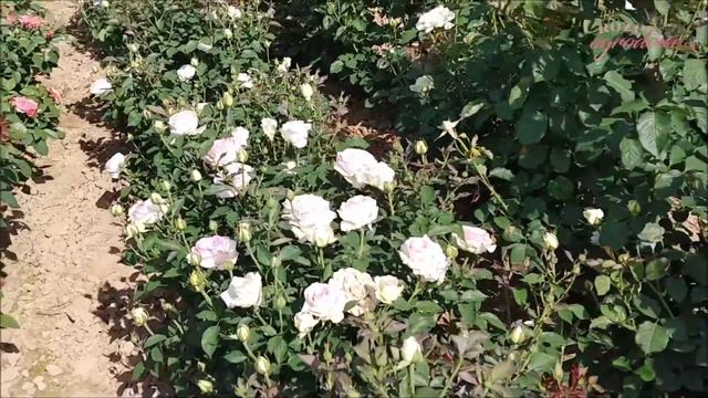 Pełne różowe kwiaty z ciemniejszą obwódką. Róża wielkokwiatowa "Biedermeier Garden" смотреть онлайн