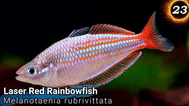 44 Types Of Rainbowfish  - Rare & Common Pseudomugil & Melanotaenia + More