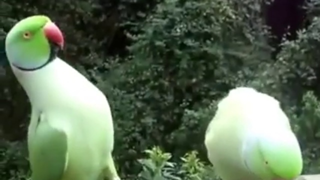 Милые попугайчики общаются друг с другом смотреть онлайн