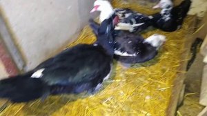 как понять что селезень топчет уток///индоутки////скоро яйцекладка///