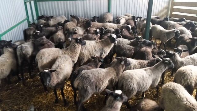 Овцы Романовской породы, 400 ярок 3-5 мес. смотреть онлайн