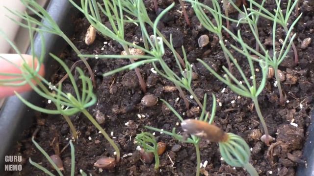 Pinus Longaeva, Pinus Gerardiana, Pínus Jeffreyi, Pinus Torreyana, Pinus Ponderosa, Pínus Palustris