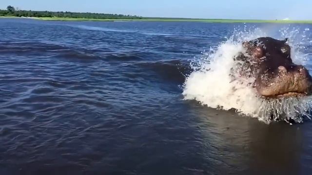 Hippo Charge on Chobe River Jan2015, recorded with iPhone 6; Botswana, Awesome but crazy dangerous. смотреть онлайн