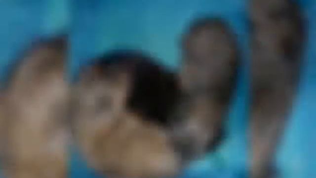 Наши первые малыши померашечки смотреть онлайн