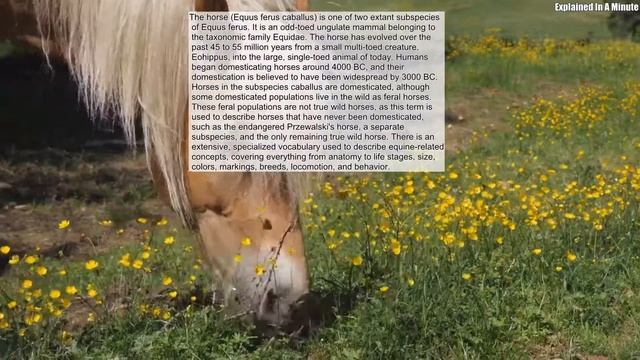 The Horse (Equus Ferus Caballus) Is One Of Two Extant Subspecies Of Equus Ferus It Is An Odd-Toed смотреть онлайн