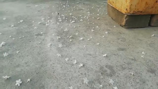 পার্সিয়ান জুইঁ ফুল.... смотреть онлайн