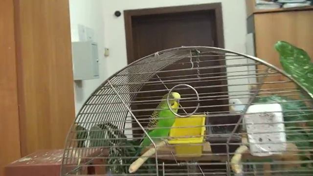 волнистые попугаи смотреть онлайн