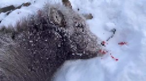 Эвенская охота на чубуку.  Точное попадание с 430 м. СКС