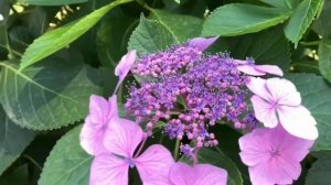 Пансионат Айтар -место, где «живет душа»! Сухум. Абхазия.