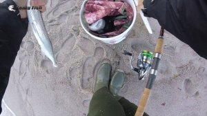 Ловля саргана / Балтийское море 2020 / Испытал свою новую морскую снасть