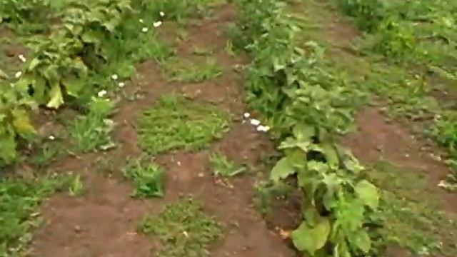 Капуста без полива, враньё и не только! смотреть онлайн