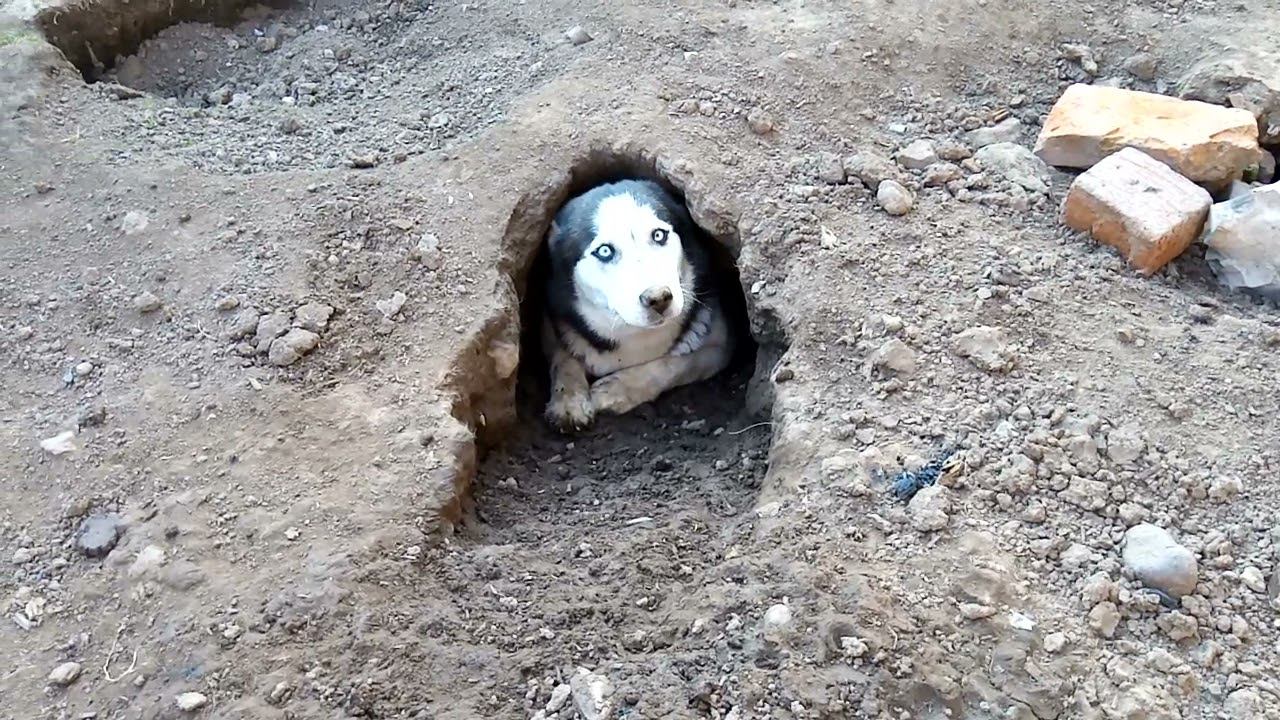 норка