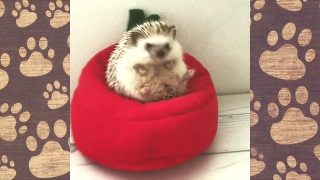 СМЕШНОЕ ВИДЕО ПРО ЖИВОТНЫХ! картонный мир для ЕЖИКА смотреть онлайн