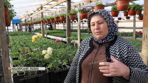 Цветник в селе Цветковка