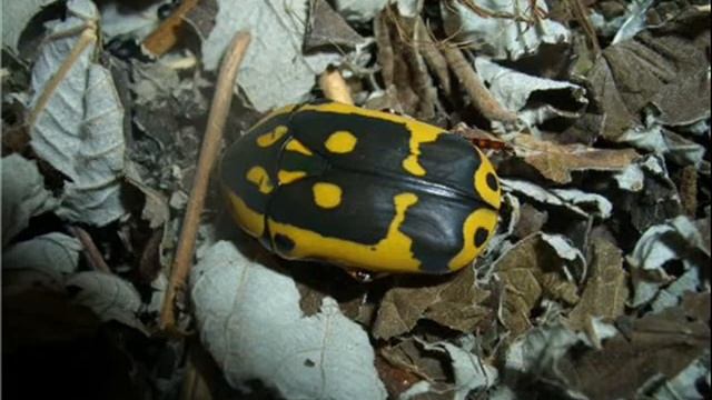 41 Кузнечик смотреть онлайн