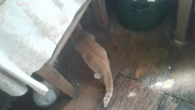 МОИ СТАРЫЕ ВИДЕО С ПЛАНШЕТА/часть 2\кот поймал мышку в деревне смотреть онлайн