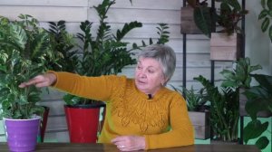 Калатея в Домашних Условиях ? Скручивание Листьев Калатеи ✔️ Болезни комнатных растений