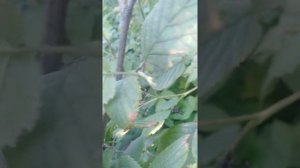 Фундук наливается и появляются серёжки)