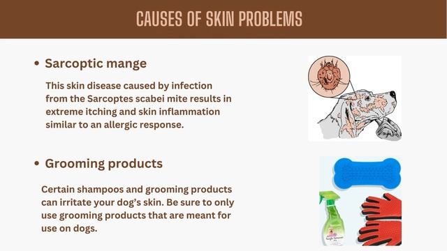 Dog Skin Problems and Causes смотреть онлайн
