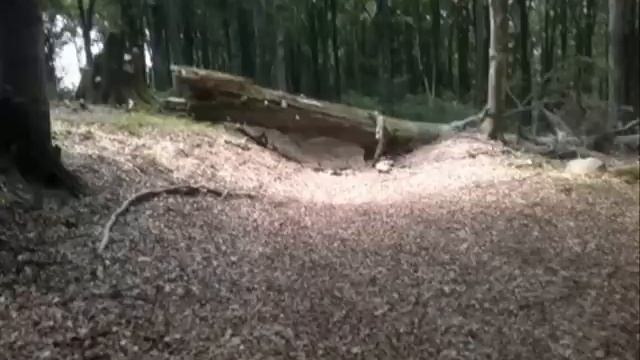 Bashan 200 , Honda 200 - 250 смотреть онлайн