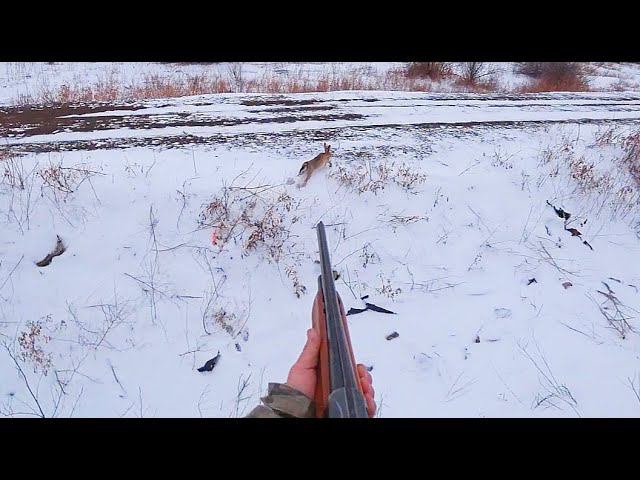 Охота на зайца. ТАКОГО Я ЕЩЁ НЕ ВИДЕЛ. Тропление зайца по первому снегу. смотреть онлайн