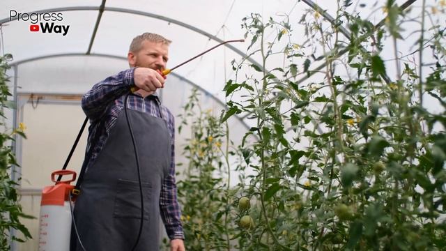 От йода томаты очень быстро покраснеют! Проверяла 100 раз! В августе брызгаю и поливаю йодом так! смотреть онлайн