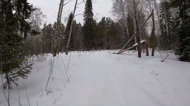 День 298. Тайга придаёт силы. Дистанция 18 километров. смотреть онлайн