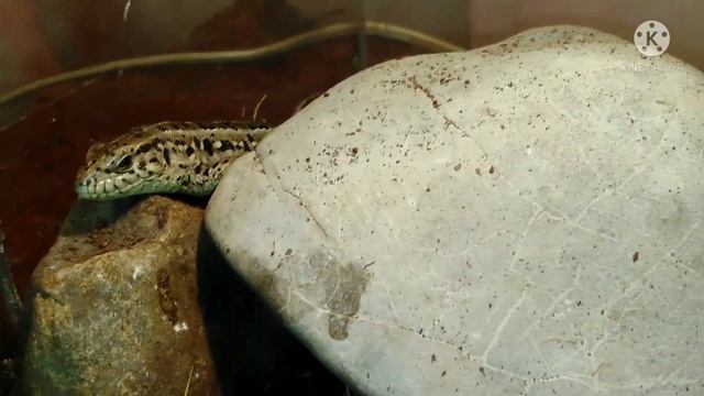 Чем нельзя кормить прытких ящериц! Прыткие ящерицы. содержание прытких ящериц смотреть онлайн