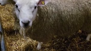 Племенные овцы породы ТЕКСЕЛЬ! Где купить овец в России? Овцеводство как бизнес! Разведение овец