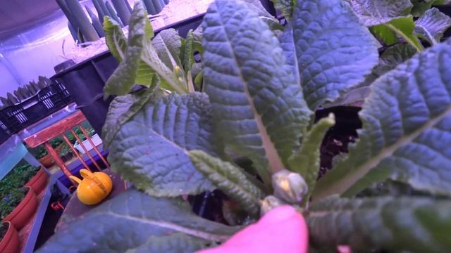 Обзор цветочной теплицы | Выгонка тюльпана к 8 марта - 2 недели | 13 февраля 2021 г. смотреть онлайн