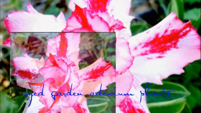 syed garden - Adenium plant смотреть онлайн
