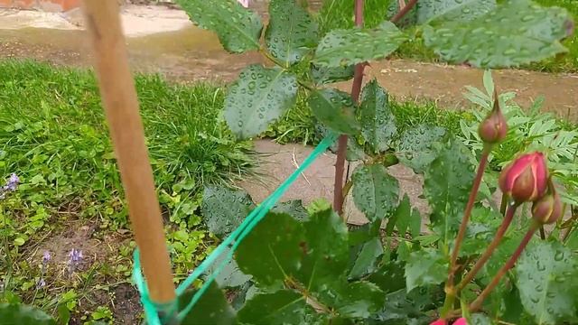 Мидсаммер и Голден Селебрейшен.Первое цветение смотреть онлайн