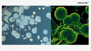 Популяции | Биология 11 класс #3 | Инфоурок