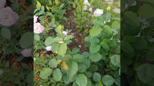 Красавица роза Ирина💮💮💮