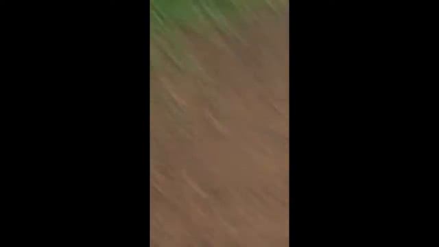 Лесок смотреть онлайн