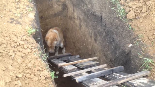 Спасение собаки смотреть онлайн