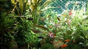 УПАКОВКА И ТРАНСПОРТИРОВКА ЖИВЫХ АКВАРИУМНЫХ  РЫБОК В ДРУГОЙ ГОРОД НОВОЙ ПОЧТОЙ!