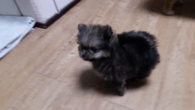 цвергшпиц . miniature spitz. смотреть онлайн