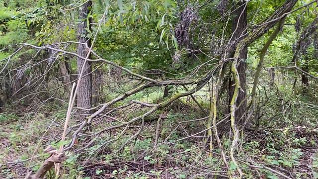 Осенний лес в пойме Терека, октябрь 2021г. Кинозарисовка. Чеченская Республика, Кавказ. смотреть онлайн