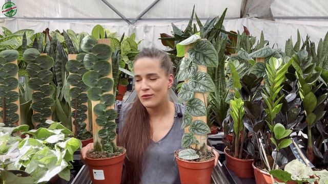 ❗️Mega Dostawa Kolekcjonerskich Okazów! Czyli Cotygodniowy Napływ Zielonych Piękności🍃