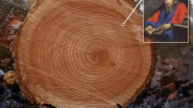 Остановите вырубку лесов!