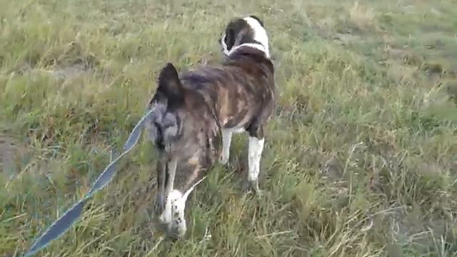 Алабай 10 месяцев . смотреть онлайн