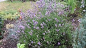 Лаванда в Подмосковье. Это просто! Четыре секрета успешного выращивания!