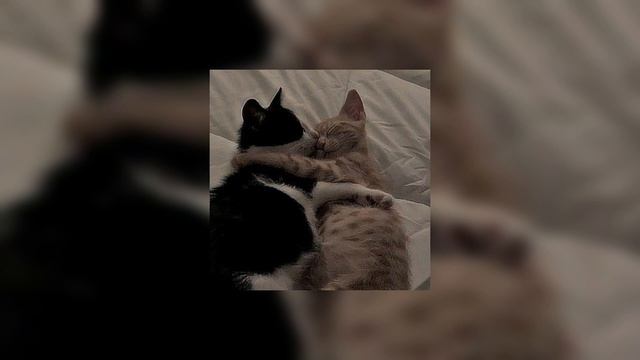 streets x love nwantiti - doja cat & ckay (sped up + reverb) смотреть онлайн