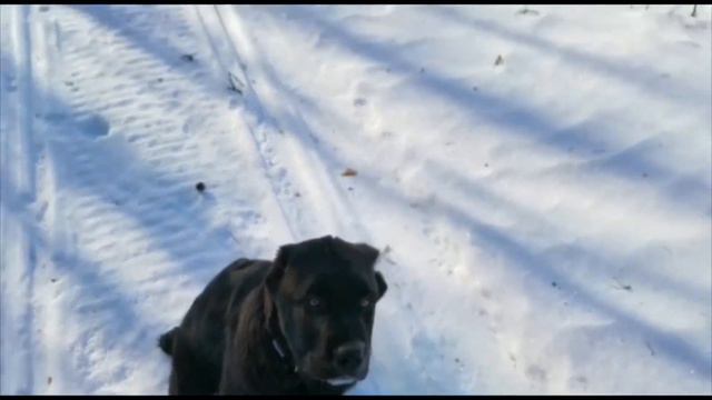 СУРДАН КАРАШ ОСМАН и СУРДАН КАРАШ ЛЕКСА (г.Тверь) - фото+видео от владельцев смотреть онлайн