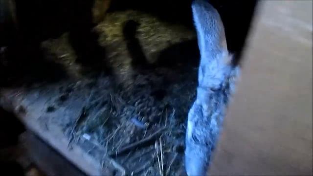 Взвешиваем крольчат ОБЕР в 3 месяца / Контрольная случка крольчихи как и для чего!